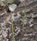 Epilobium