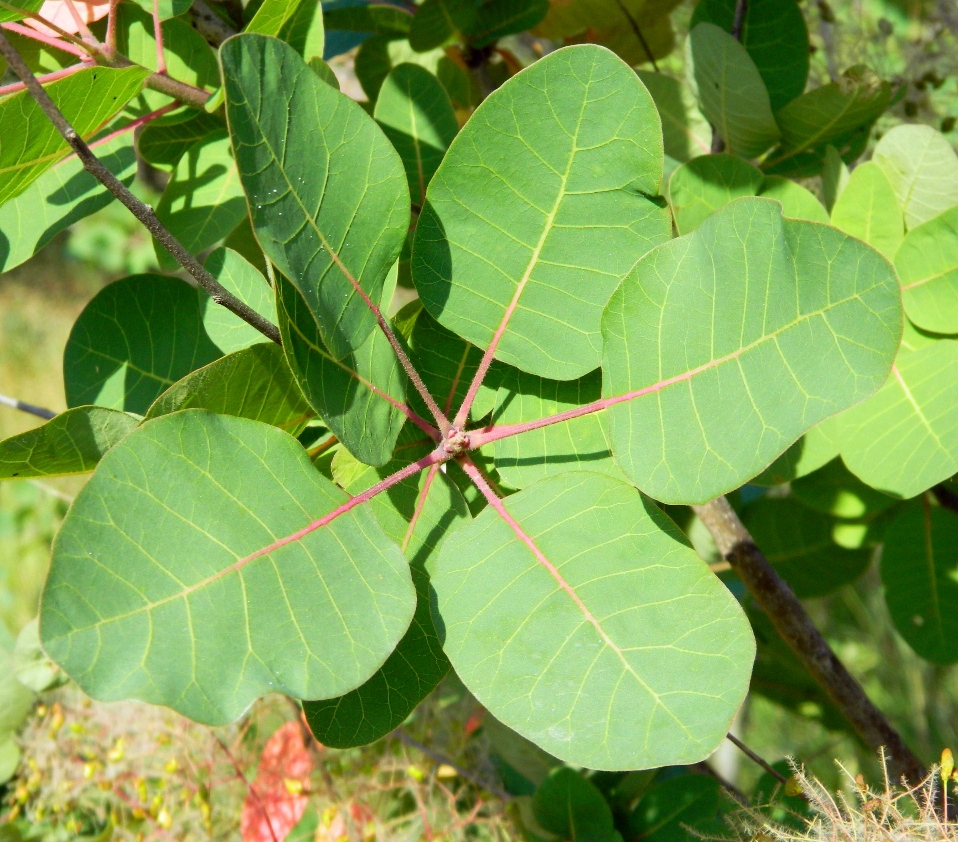 Image of Cotinus coggygria specimen.