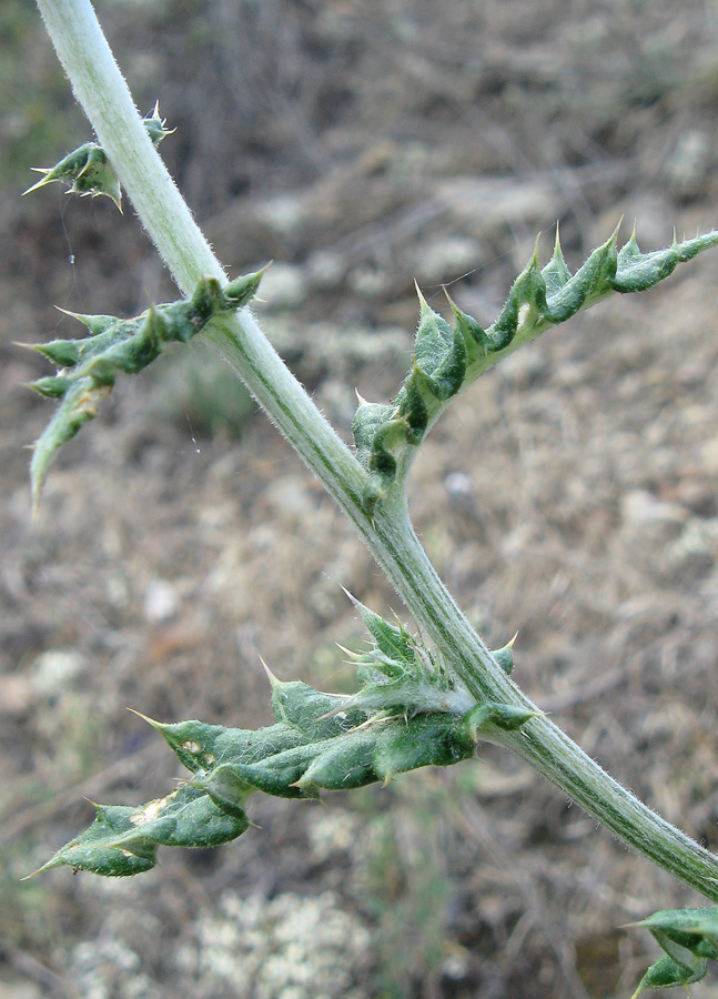Image of Echinops armatus specimen.