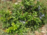 Mahonia aquifolium. Плодоносящее растение. Краснодарский край, окр. г. Геленджик, прибрежная гора, каменистый склон. 31.07.2013.