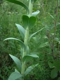 Linaria genistifolia. Нижняя часть стебля. Краснодарский край, Кущёвский р-н, станица Шкуринская, балочная степь. 15.06.2009.