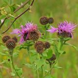 Centaurea carpatica