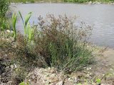 Juncus articulatus. Плодоносящее растение. Краснодарский край, окр. г. Крымск, берег р. Адагум. 01.09.2013.