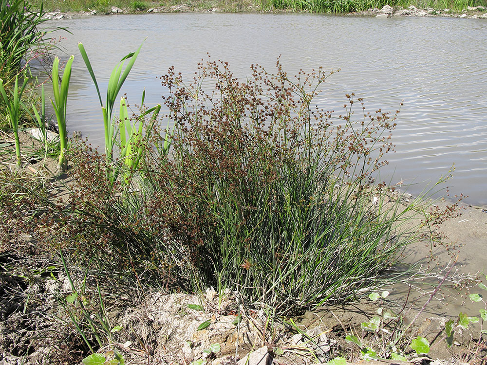Изображение особи Juncus articulatus.