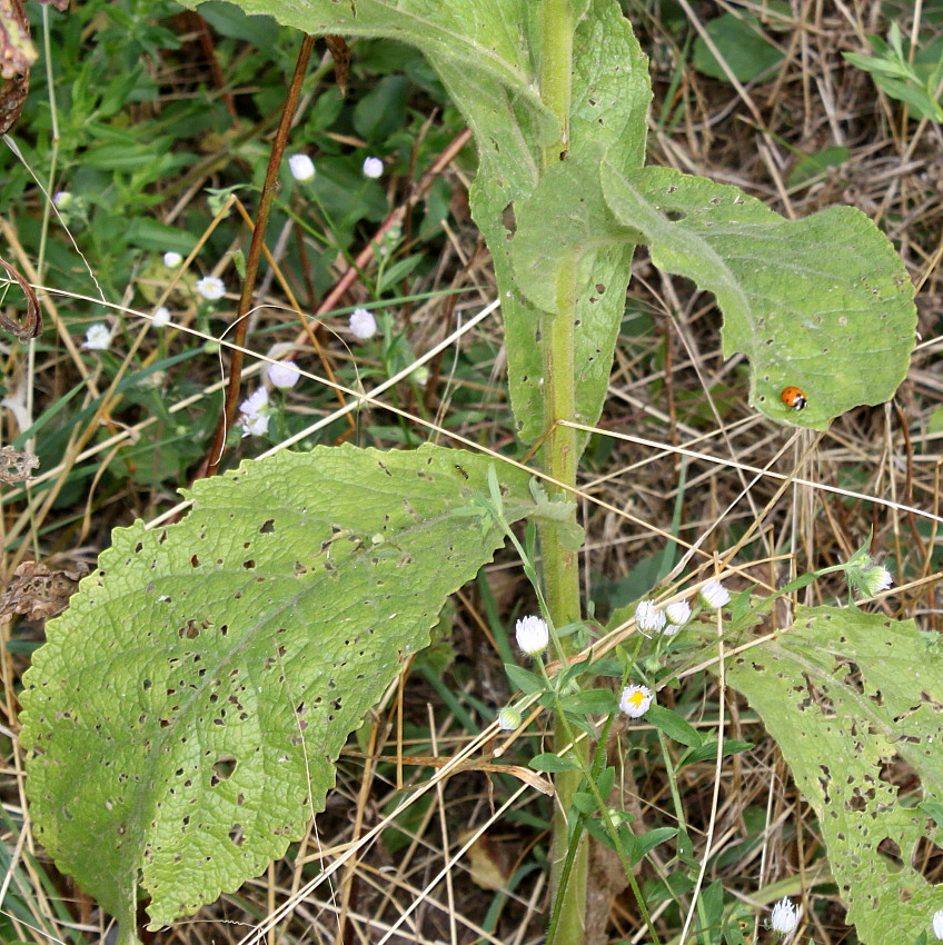 Изображение особи Verbascum phlomoides.