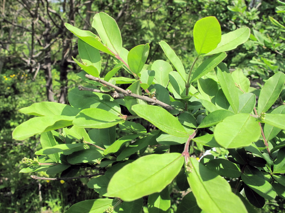 Image of Ligustrum yezoense specimen.