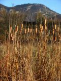 Typha laxmannii. Плодоносящие растения. Крым, Байдарская долина. 1 ноября 2013 г.
