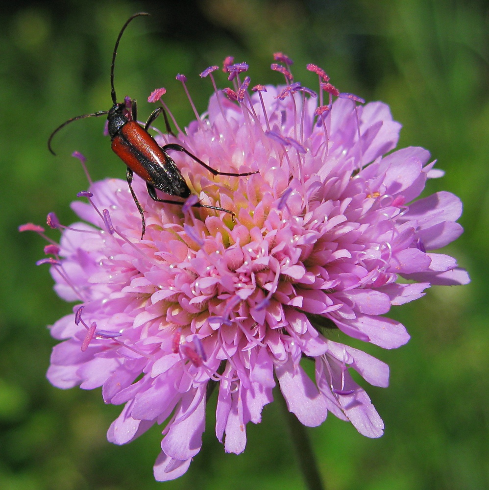 Image of Knautia arvensis specimen.