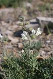 Salvia trautvetteri. Соцветие. Южный Казахстан, горы Каракус. 16.05.2013.