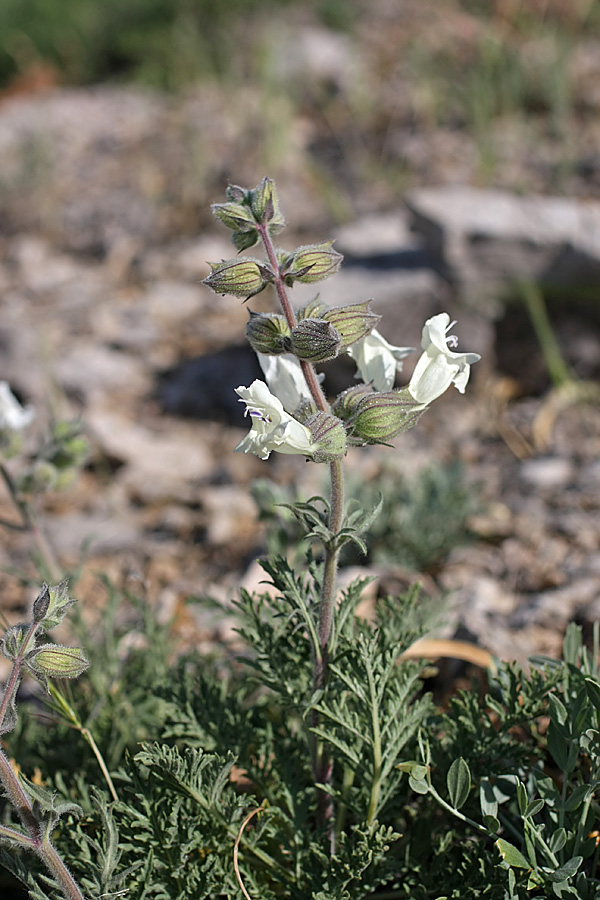 Image of Salvia trautvetteri specimen.