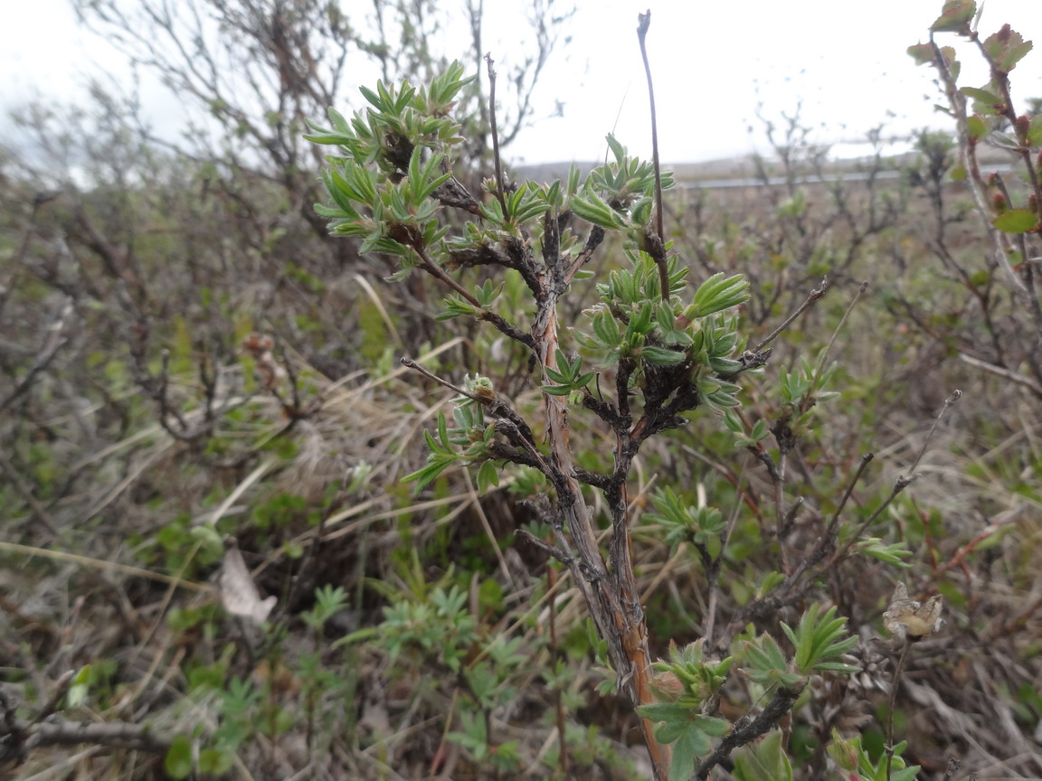 Изображение особи Dasiphora fruticosa.