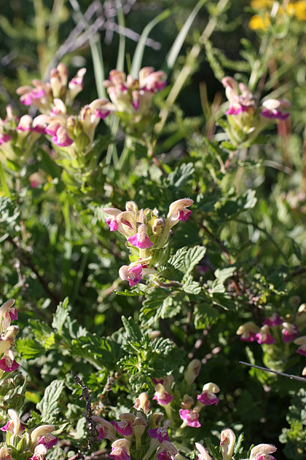 Image of Scutellaria adsurgens specimen.