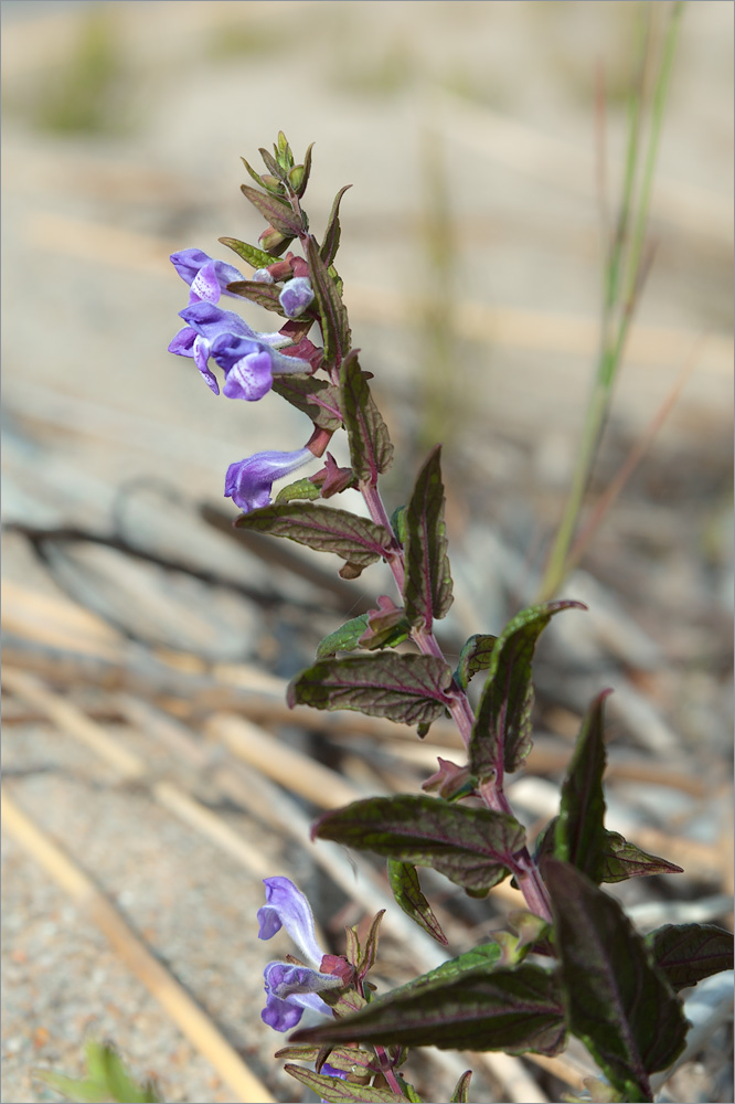 Image of Scutellaria galericulata specimen.