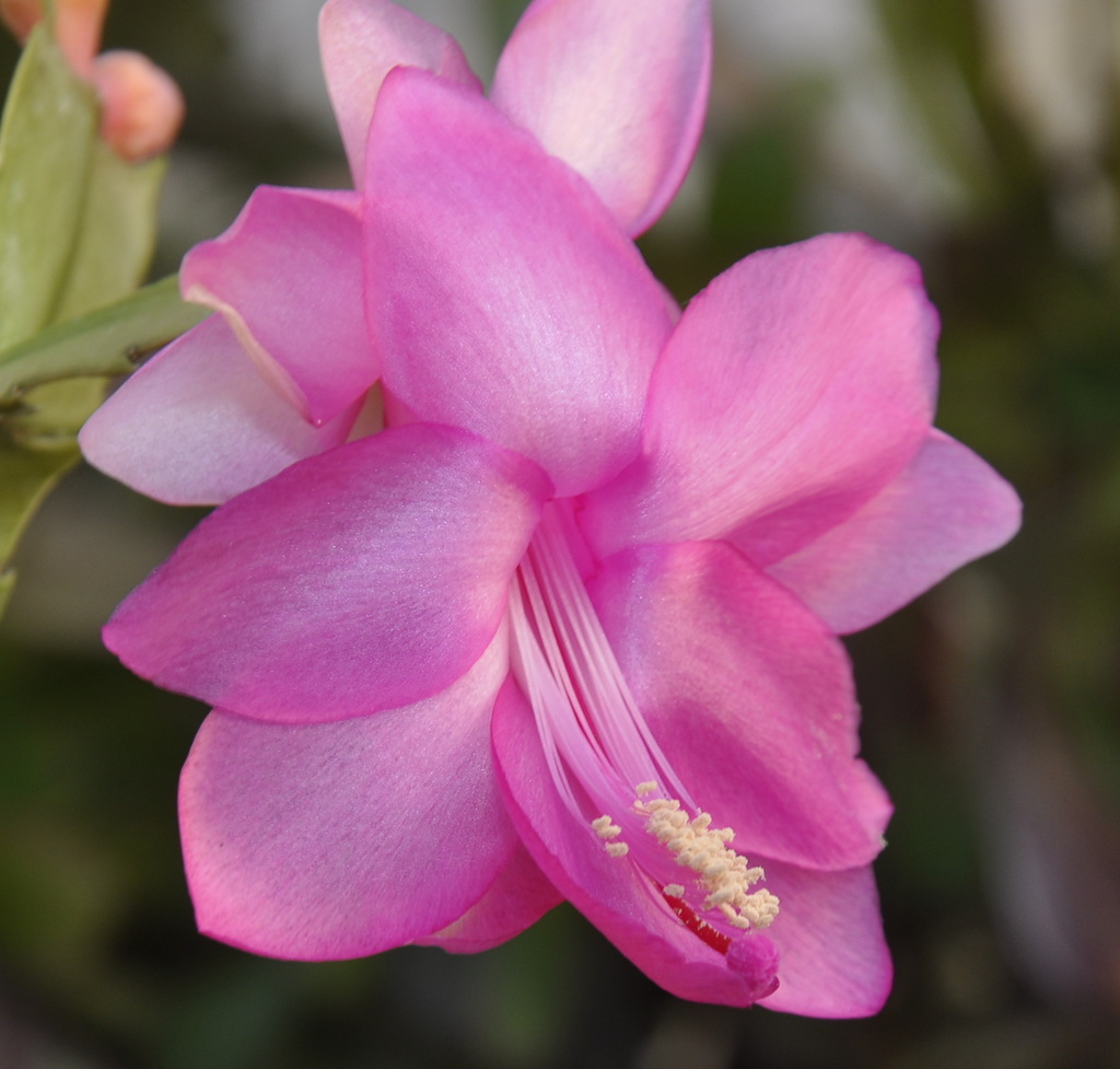 Image of Schlumbergera &times; buckleyi specimen.