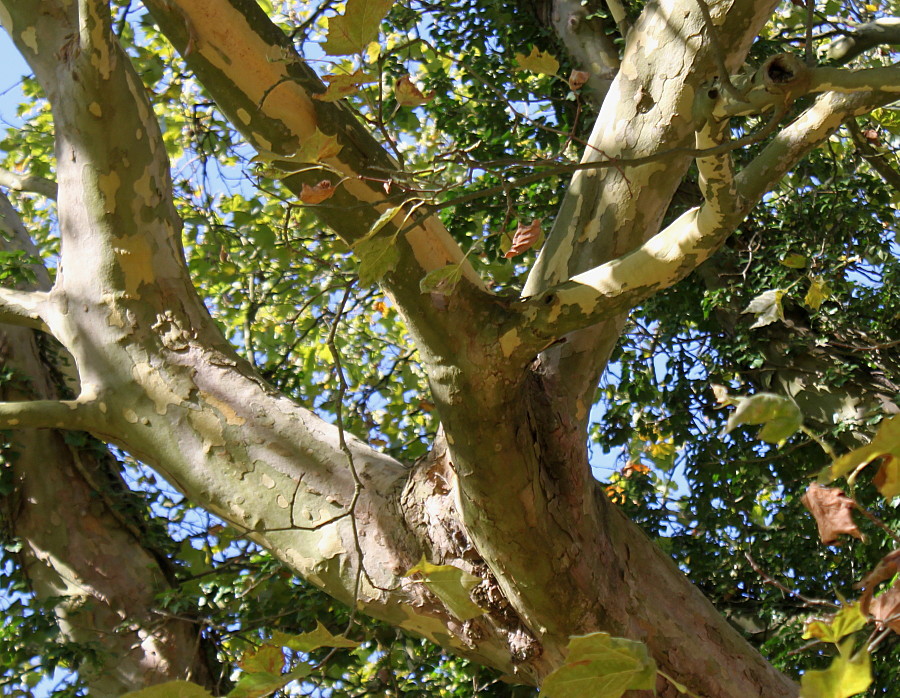 Image of Platanus &times; acerifolia specimen.