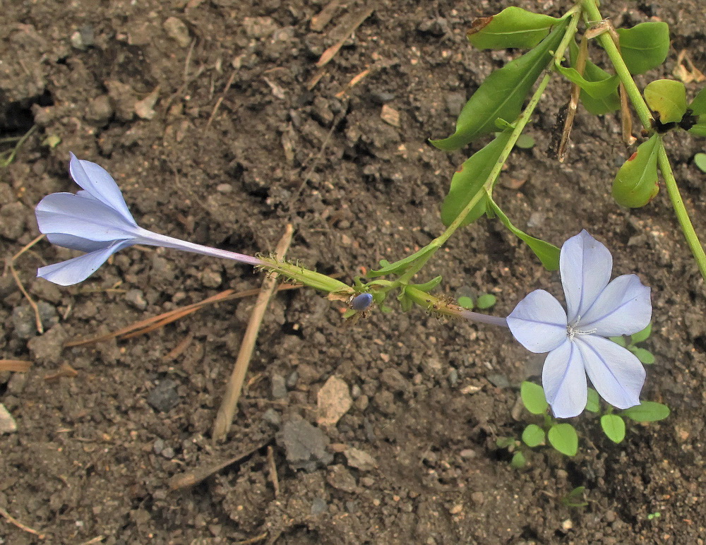 Image of Plumbago auriculata specimen.