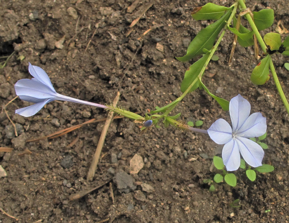 Изображение особи Plumbago auriculata.