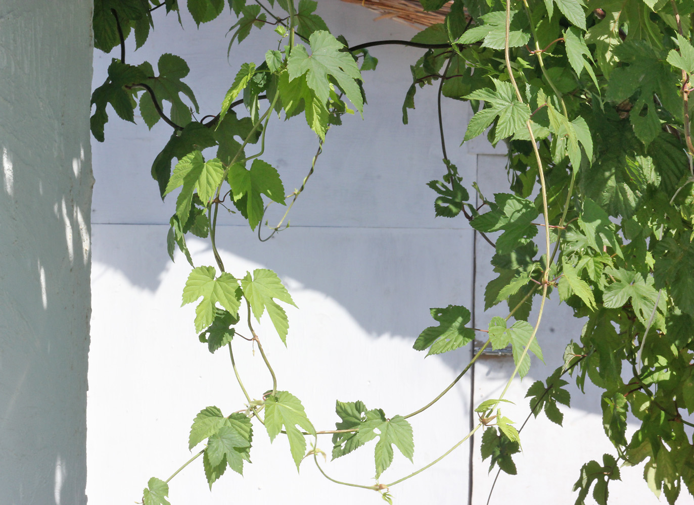 Image of Humulus lupulus specimen.