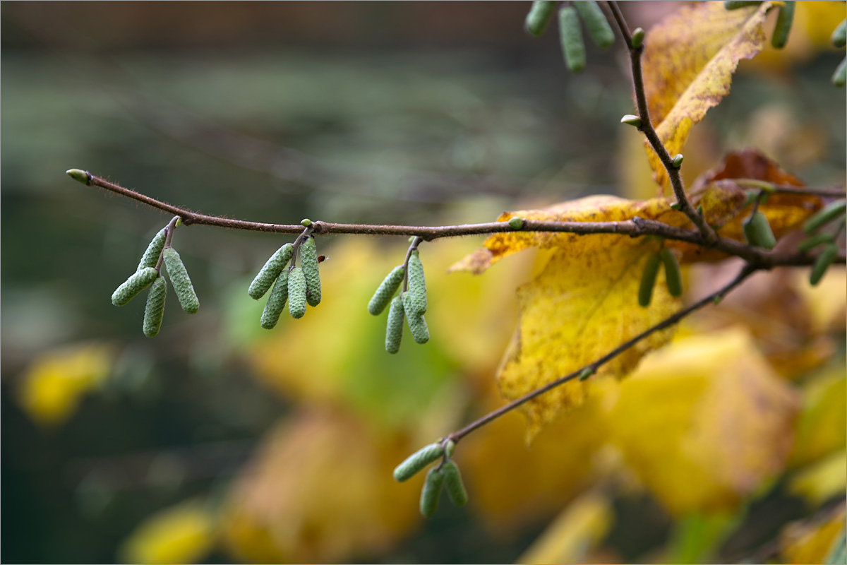 Изображение особи Corylus avellana.