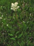 Filipendula vulgaris. Верхушка цветущего растения. Украина, Львовская обл., остепнённый луговой склон. 1 июня 2009 г.