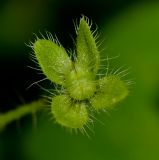 Veronica cymbalaria