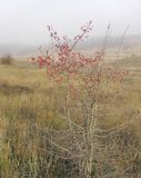 Crataegus rhipidophylla