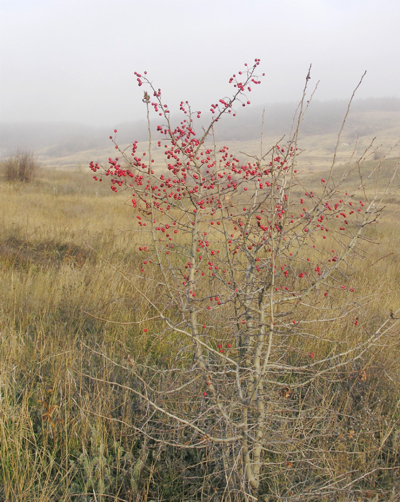 Изображение особи Crataegus rhipidophylla.