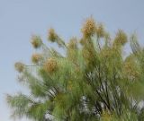 Moringa peregrina