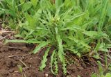 Erysimum repandum