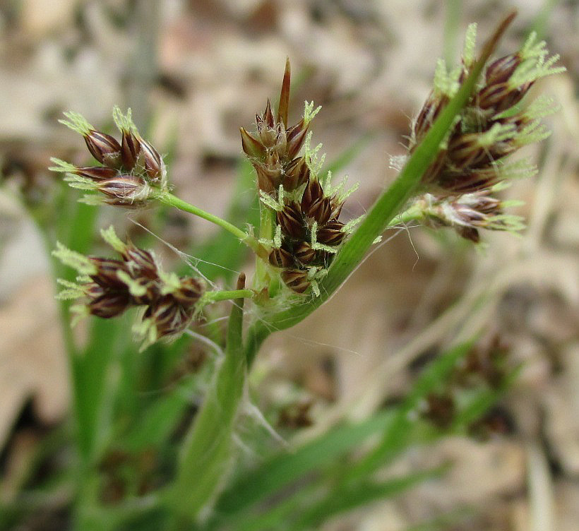 Image of Luzula multiflora specimen.