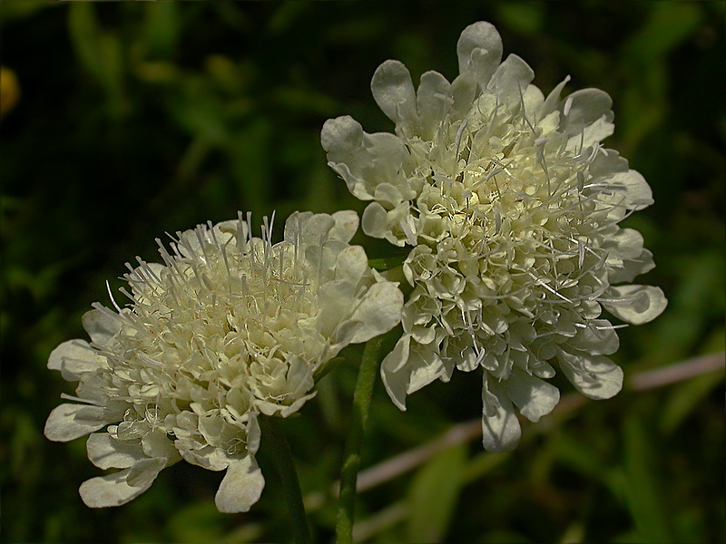 Изображение особи Scabiosa ochroleuca.