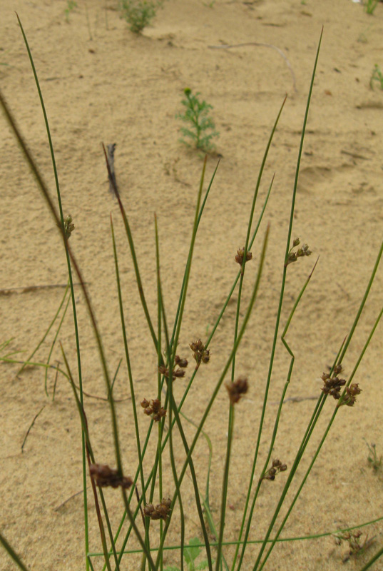 Изображение особи Juncus &times; inundatus.