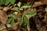 Anemone reflexa