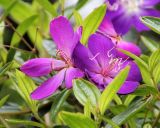 genus Melastoma