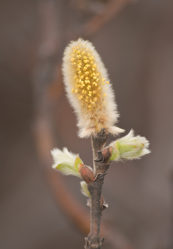 Image of Salix lanata specimen.