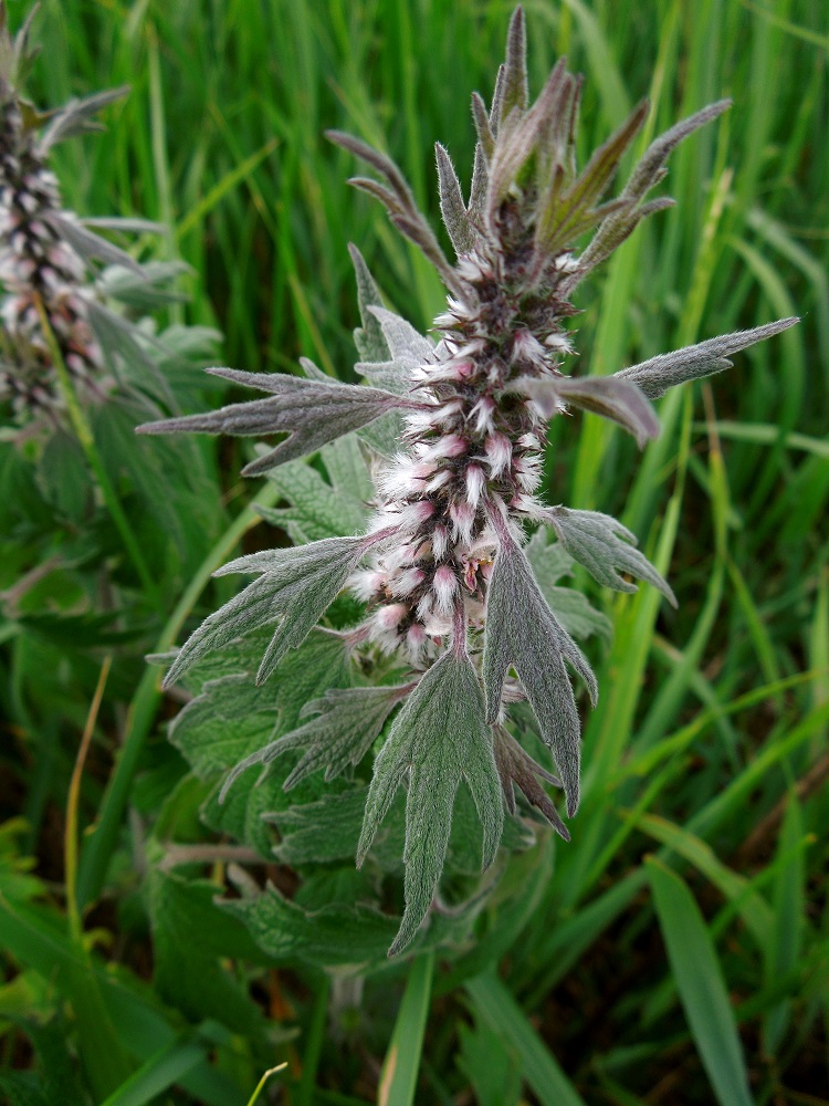 Image of Leonurus quinquelobatus specimen.