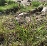 Plantago подвид subpolaris