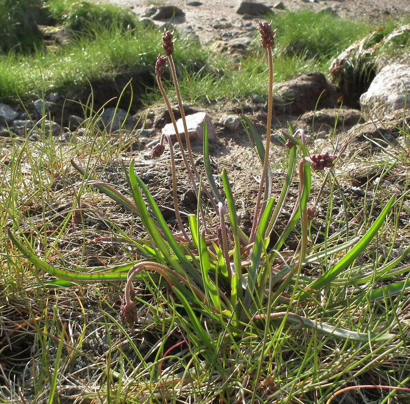 Image of Plantago maritima ssp. subpolaris specimen.