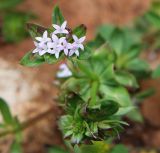 Sherardia arvensis