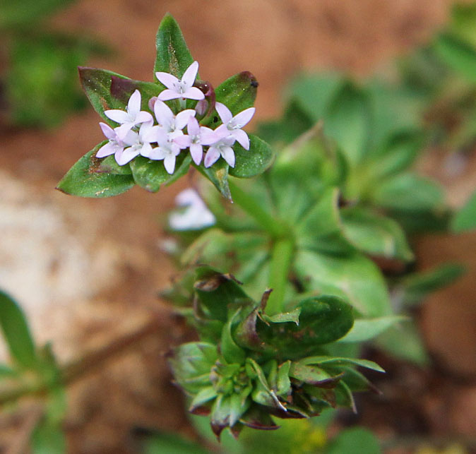 Image of Sherardia arvensis specimen.