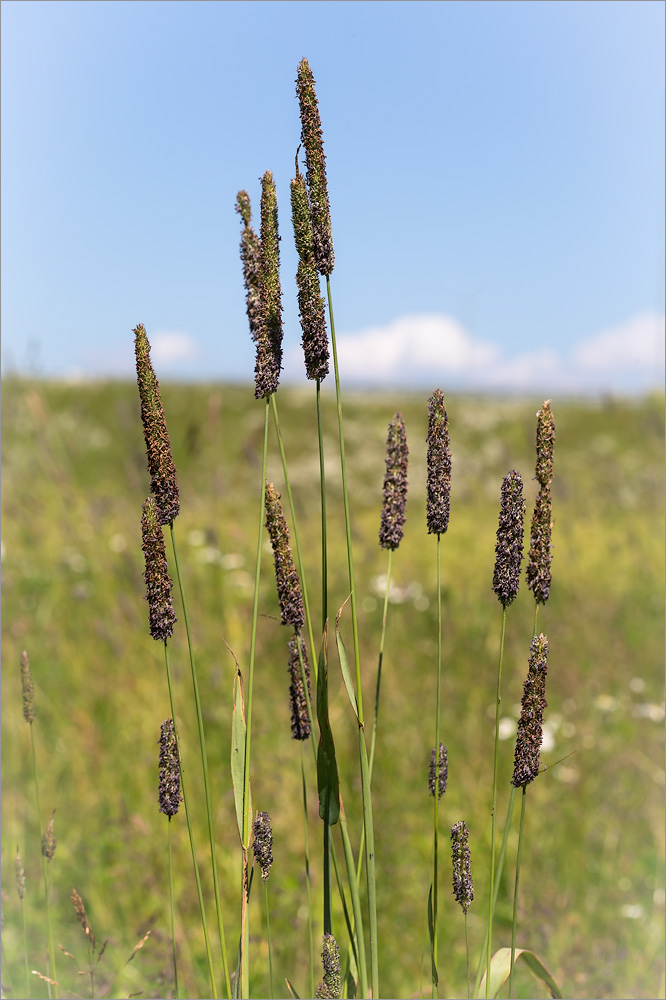 Изображение особи Phleum pratense.