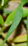 Crithmum maritimum