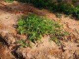 Astragalus boeticus