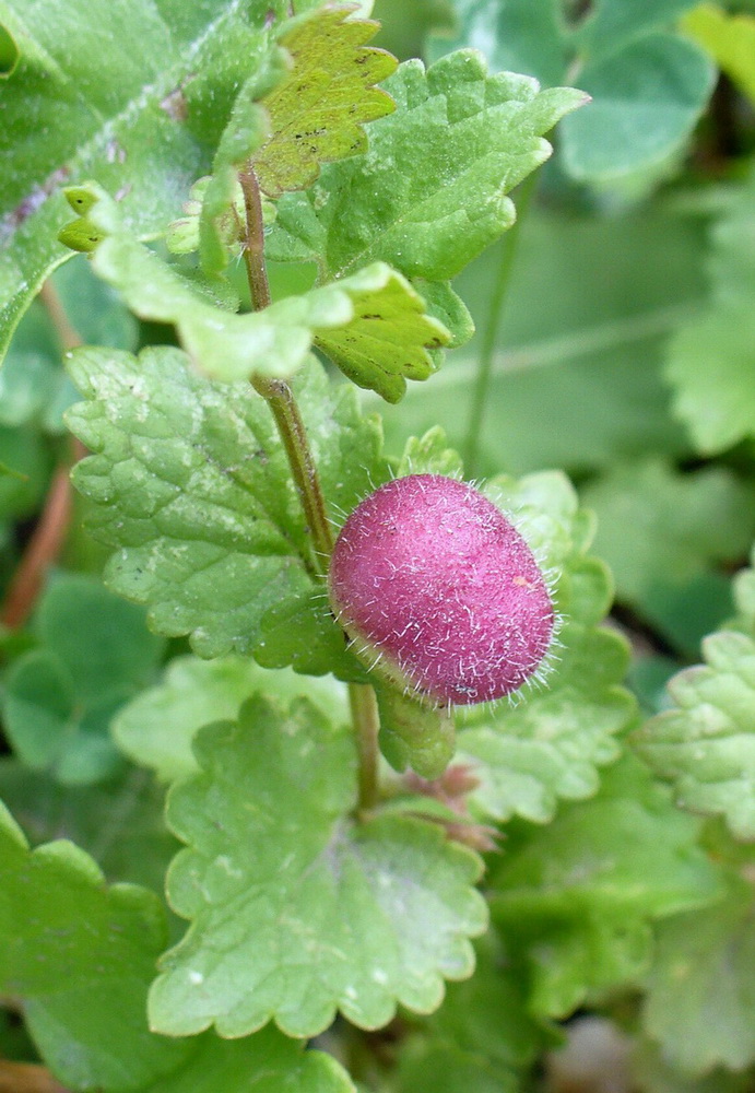 Image of Glechoma hederacea specimen.