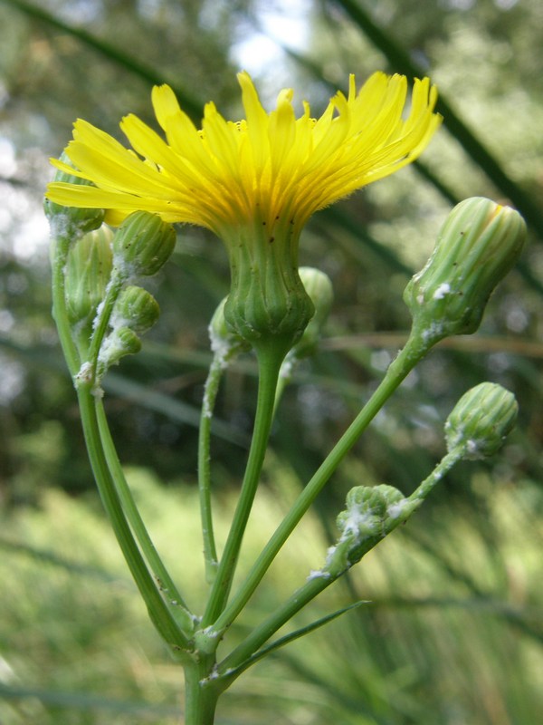 Image of Sonchus arvensis ssp. uliginosus specimen.