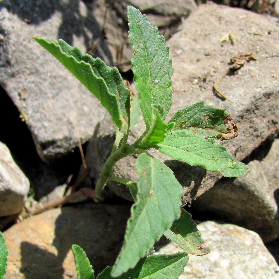 Image of Euphorbia davidii specimen.