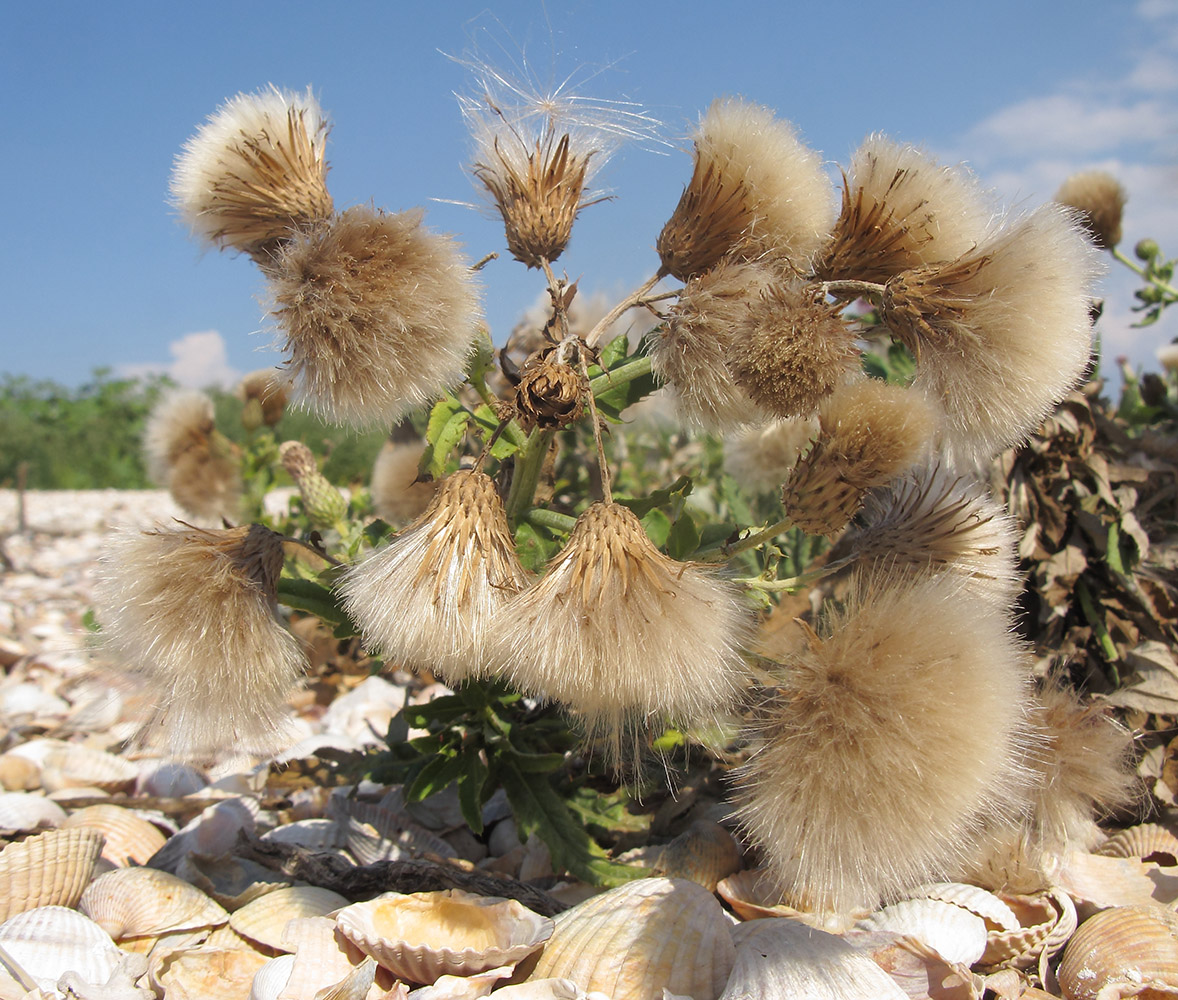 Изображение особи Cirsium incanum.