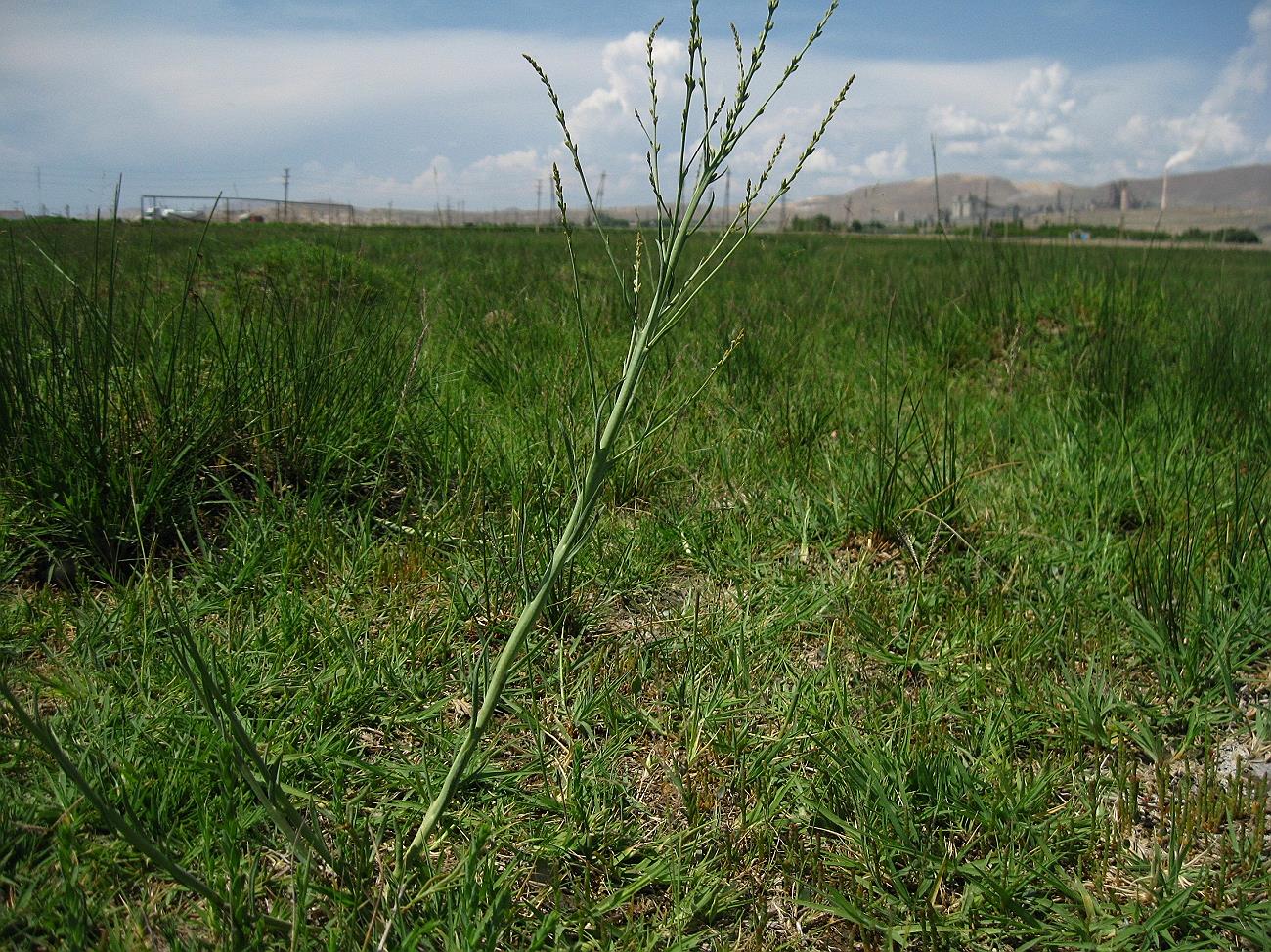 Image of Thesium compressum specimen.