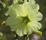 Alcea frolowiana