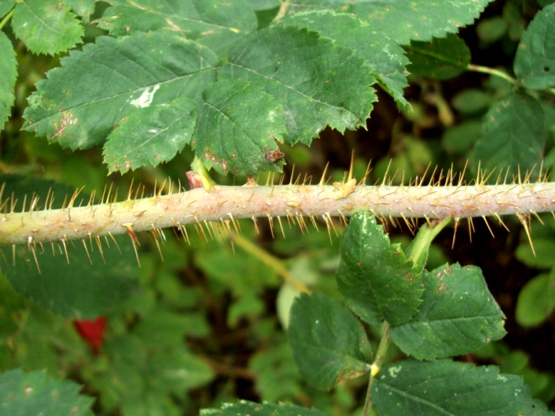 Image of Rosa acicularis specimen.